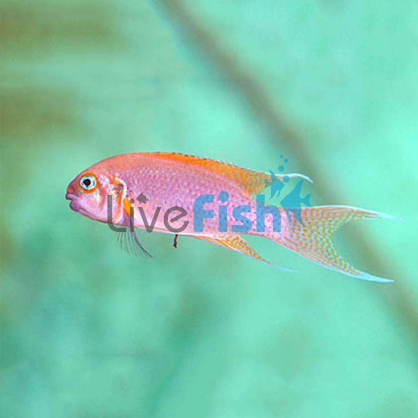 Princess Red Spotted - Olivaceus 5cm