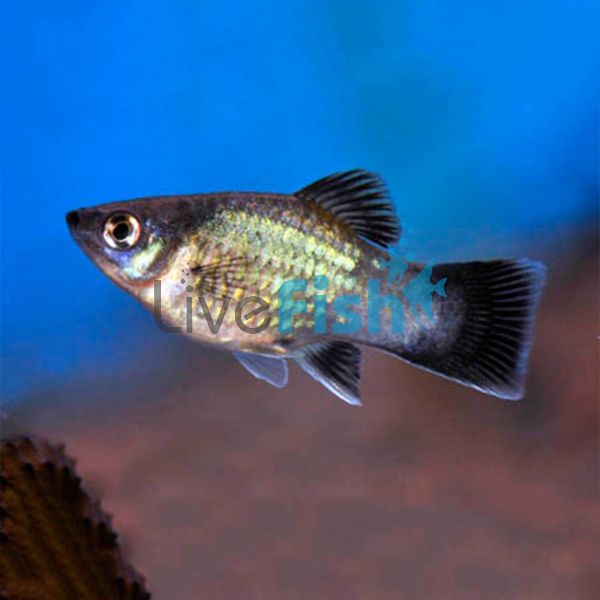 Neon Blue Wagtail Platy 4cm