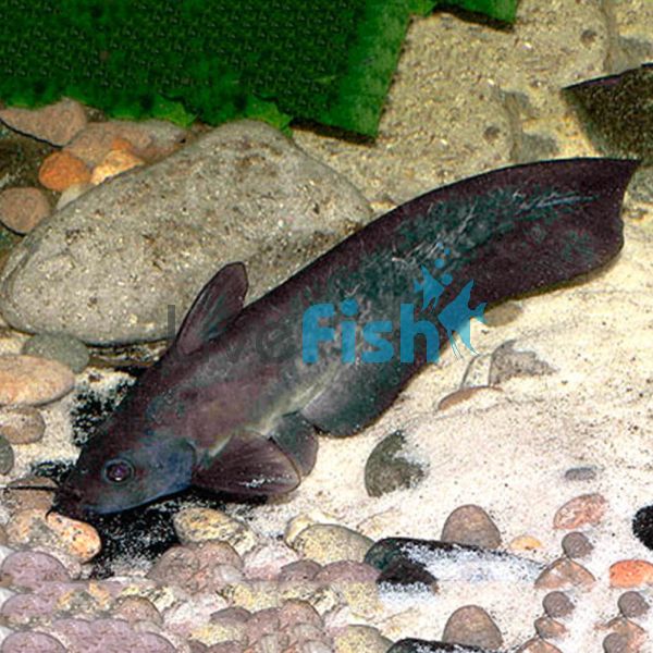 Black Catfish 8cm