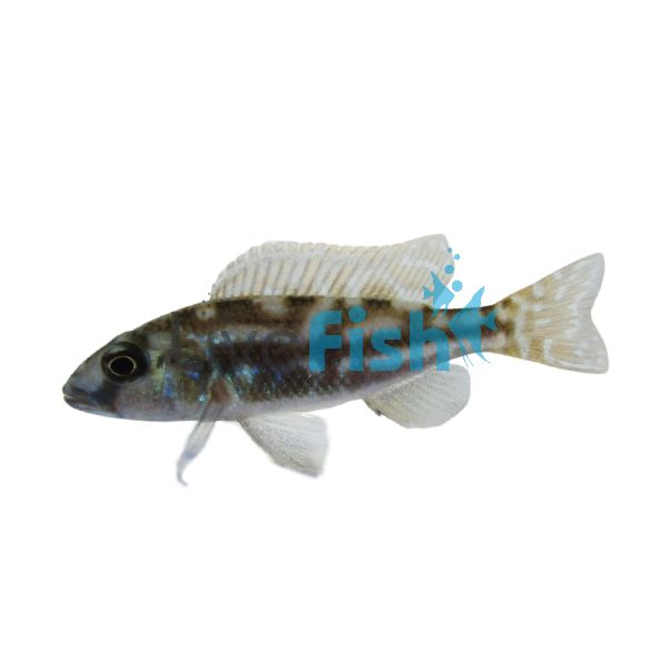 Nimbochromis Fuscotaeniatus 4cm