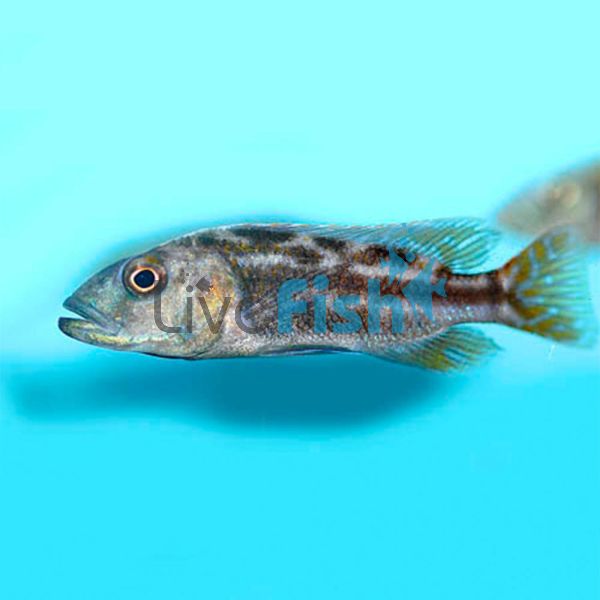 Nimbochromis Fuscotaeniatus 5cm