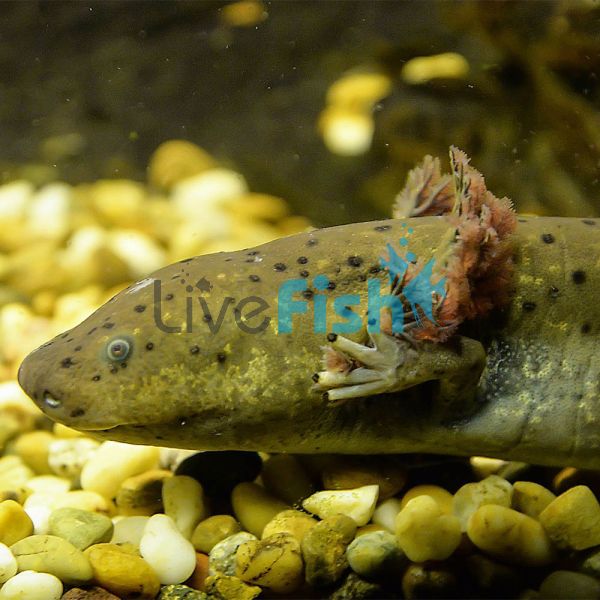 Olive Axolotl 15cm
