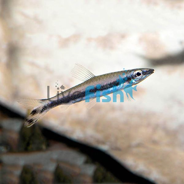 One-lined Pencilfish 4cm