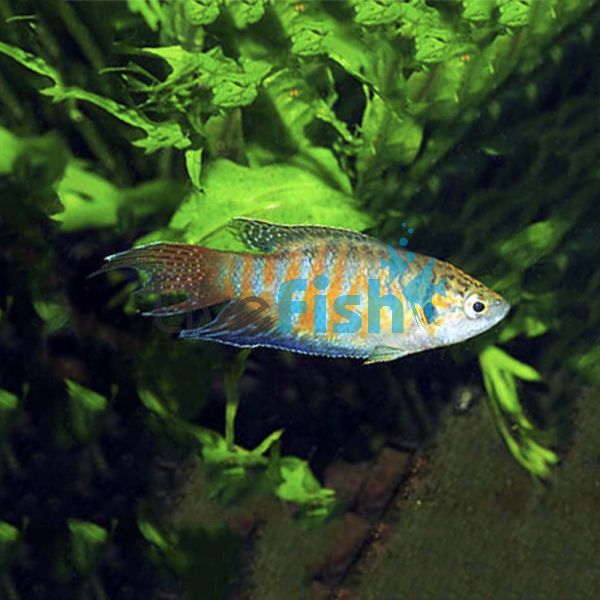 Paradise Fish 3.5cm