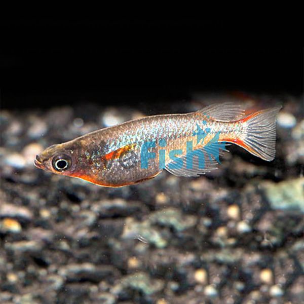Neon Blue Rice Fish 2cm