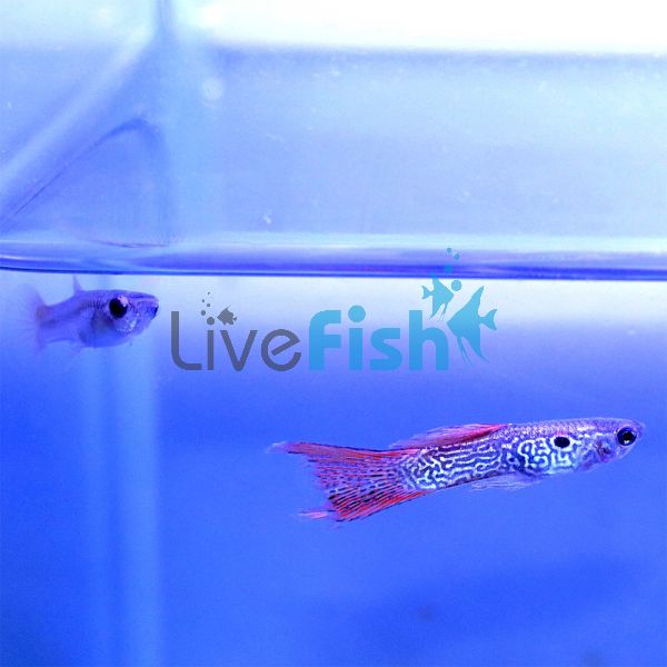Pair Red Lace Guppy 3.5cm