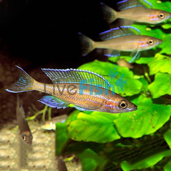 Paracyprichromis Nigripinnis Neon Blue 5cm