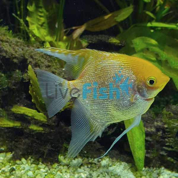 Assorted Pearlscale Angelfish 3.5cm