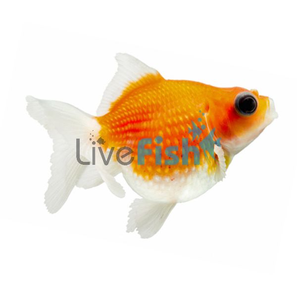 Assorted Pearl Scale Goldfish 5cm