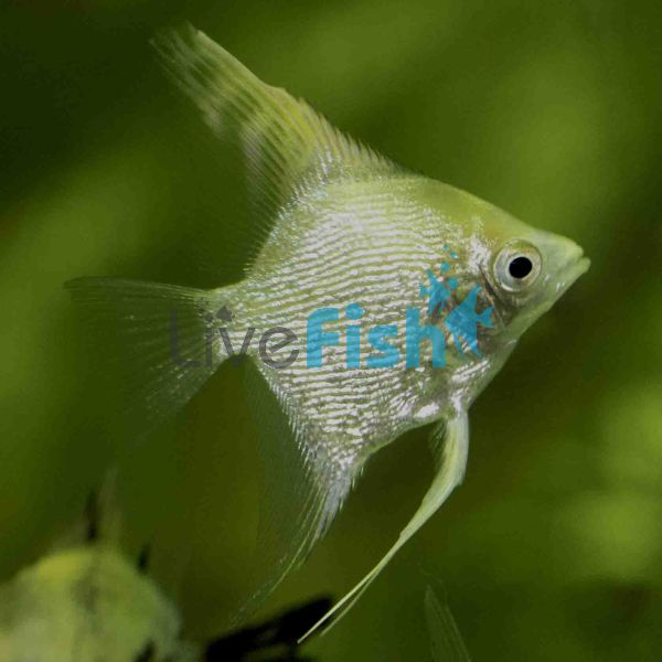 Gold Pearlscale Angelfish 4.5cm