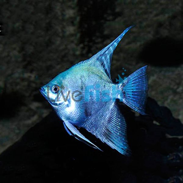 Blue Pearlscale Angelfish 3.5cm