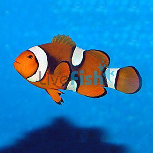 Percula Onyx Clownfish - Medium