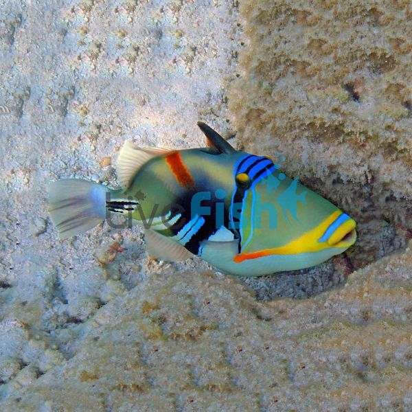 Picasso Triggerfish - Small
