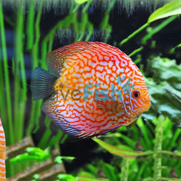 Pigeon Checkerboard Discus 5cm