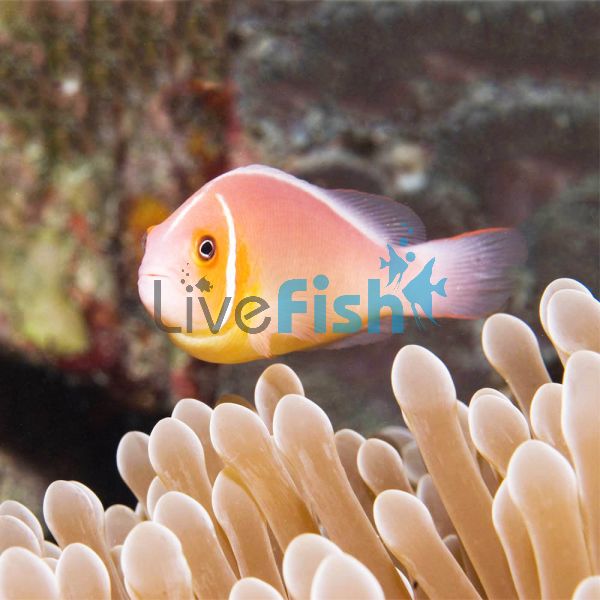 Pink Skunk Clownfish - Medium