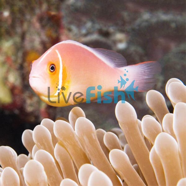 Pink Skunk Clownfish Small