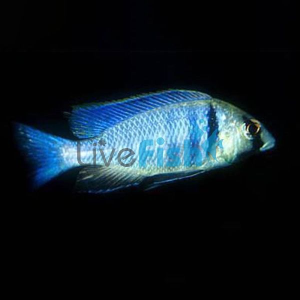 Placidochromis Electra Fort Maguire 4cm