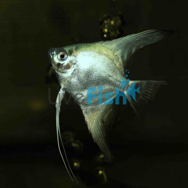 Platinum Blue Angelfish  4.5cm