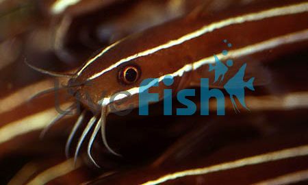 Striped Eel Catfish