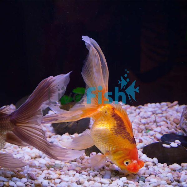 Pom Pom Goldfish 5cm