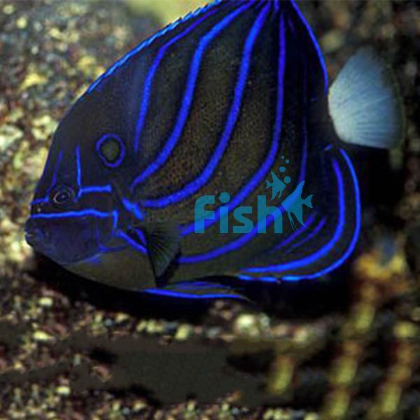 Blue Ring Angelfish - Medium Juvenile