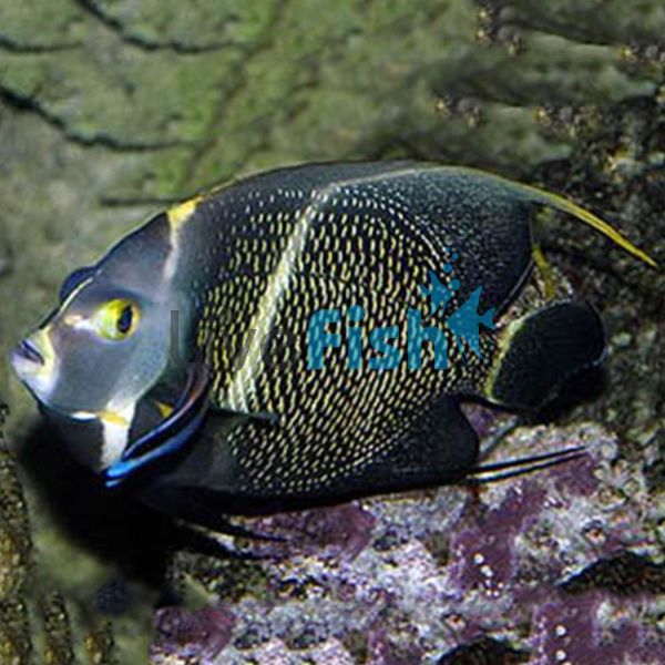 French Angelfish - Small
