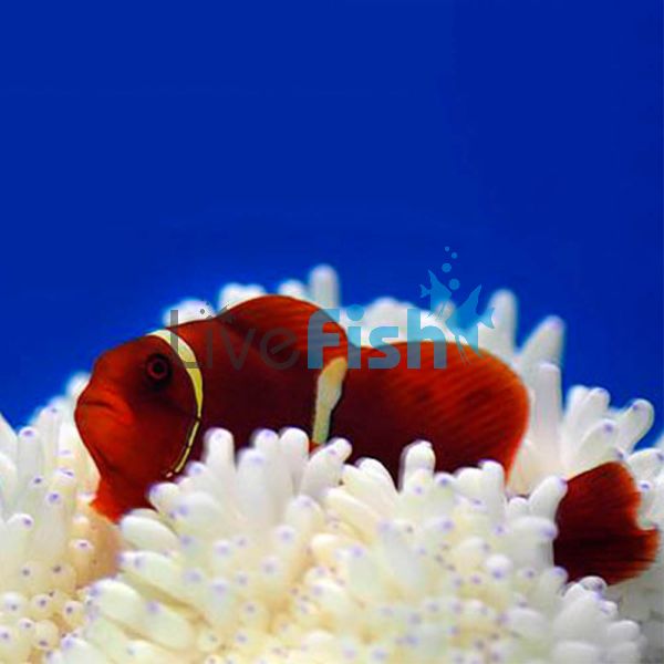 Goldstripe Misbar Maroon Clownfish 5cm