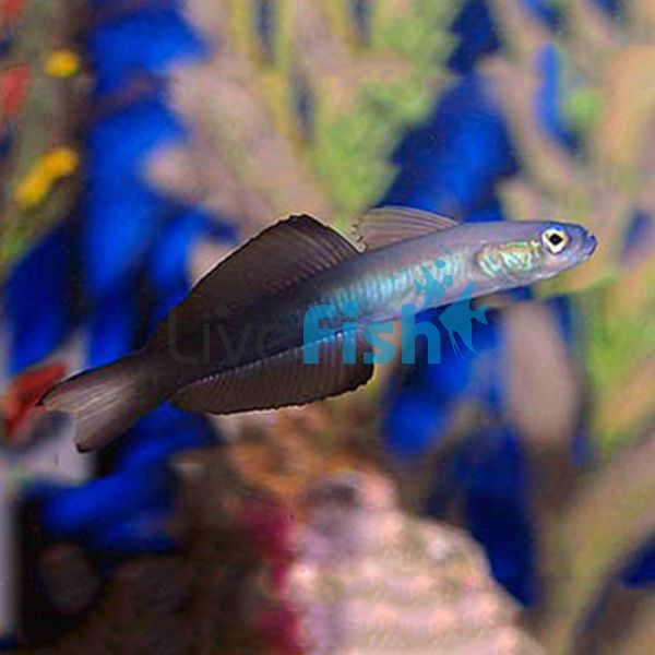 Black Scissortail Dartfish Goby - Large