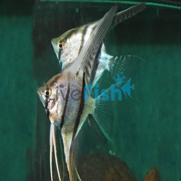 Orinoco Altum Angelfish 8cm