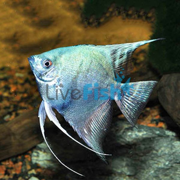 Smokey Blue Angelfish 6cm