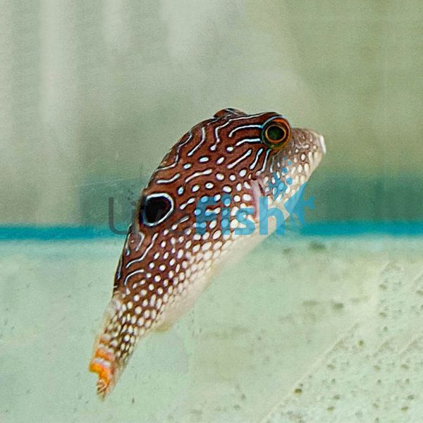 Peacock Puffer - Small