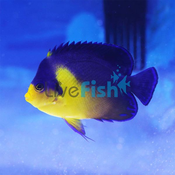 Purple Mask Angelfish - Medium