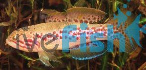 Purple Spotted Gudgeon 7cm - Upper Tully