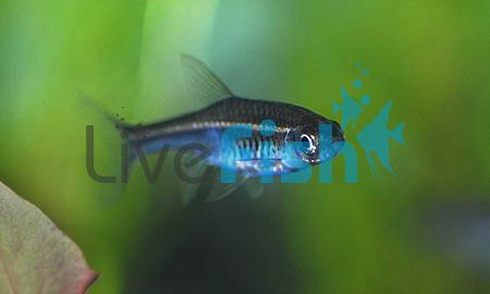 Red Line Rasbora 3cm