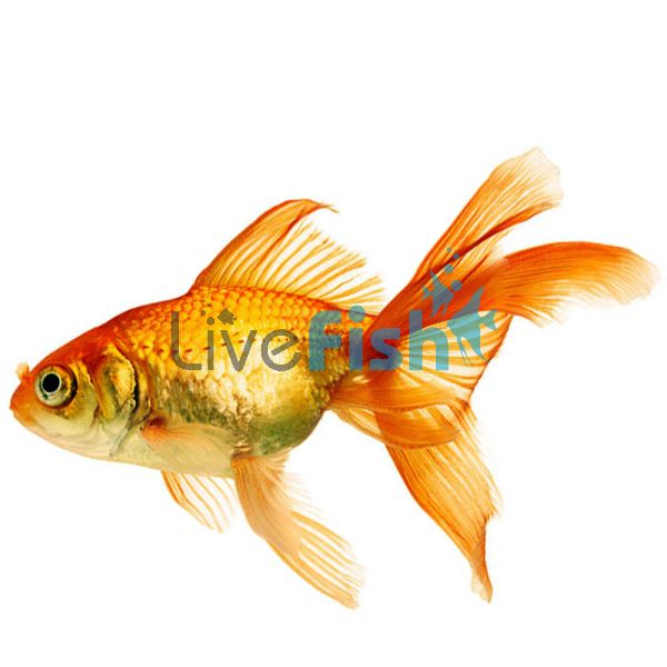 Red Fantail 5cm