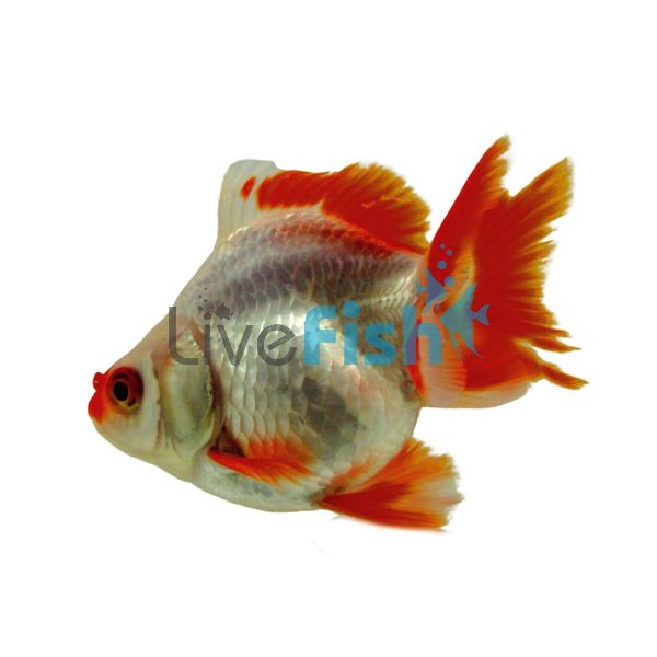 Red and White Ryukin Short Tail 9cm