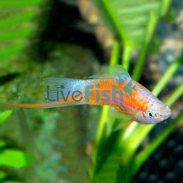 Red and White Swordtail 5cm