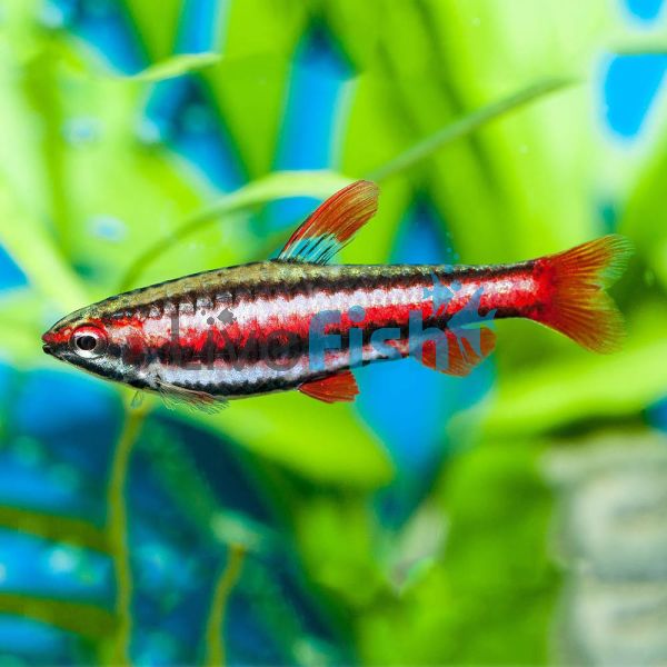 Red Dwarf Pencilfish 3.5cm