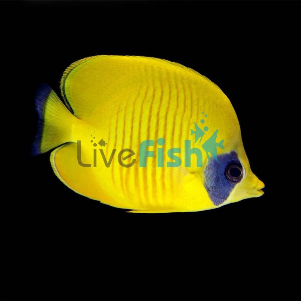 Red Lined Butterflyfish MED