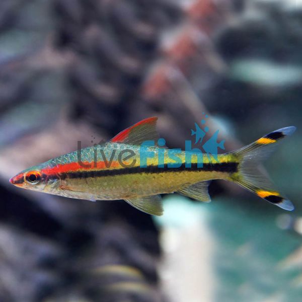 Red Lined Torpedo Barb 3.5cm