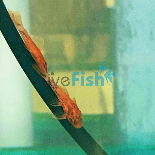 Red Marble Bristlenose Catfish 3.5cm