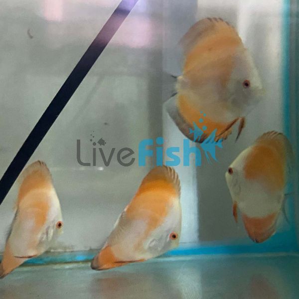 Red Scarlet Discus 9cm