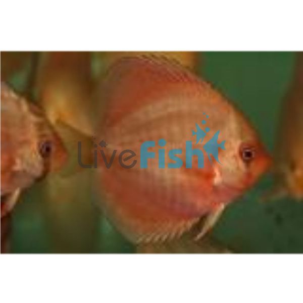 Red Snakeskin Discus 9cm