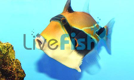 Rectangle Triggerfish - Medium