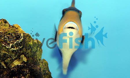 Blackbelly Triggerfish - Small