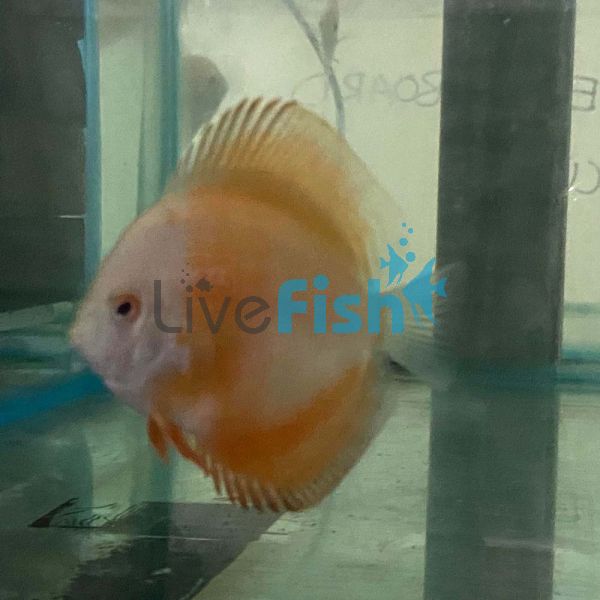 Royal Ruby Red Discus 5cm