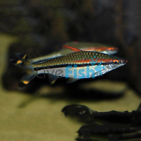 Red Lined Torpedo Barb 6cm