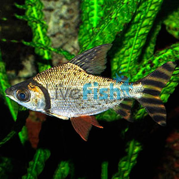 Flagtail Prochilodus Red Finned 8cm