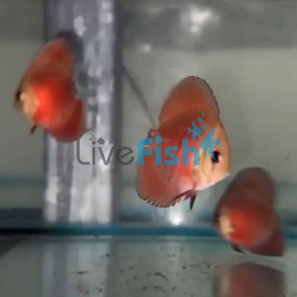 Solid Red Cover Discus 7cm