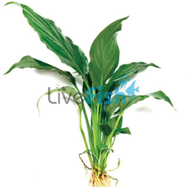 Spathiphyllum - Small (Piece Plant)